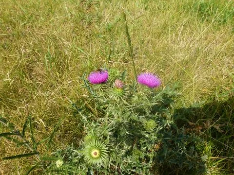 Thistle flower buds with sharp needles close-up. The background is blurred Stock Photos