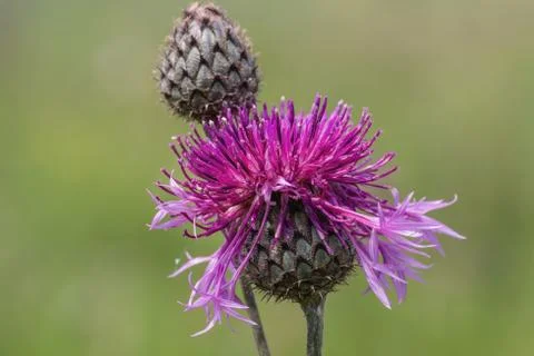 Thistle flower close-up on blurred background Foto stock