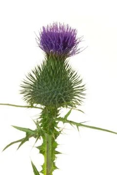 Thistle flower close up Stock Photos