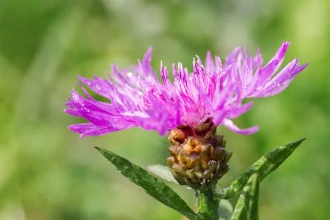 Thistle flower close-up Stock Photos