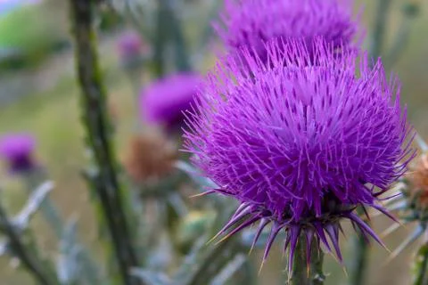 Thistle flower close-up Stock Photos