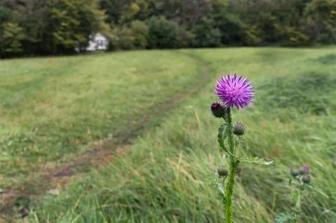 Thistle flower close up Stock Photos