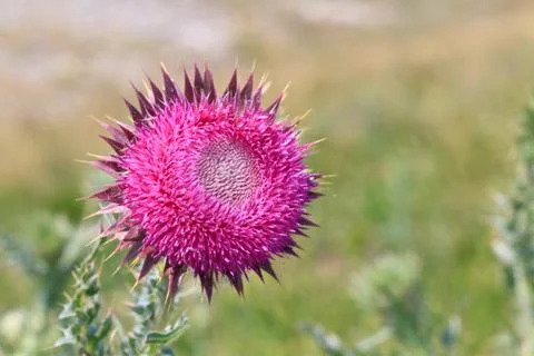 Thistle flower close up view Stock Photos