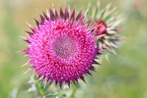 Thistle flower close up view Stock Photos