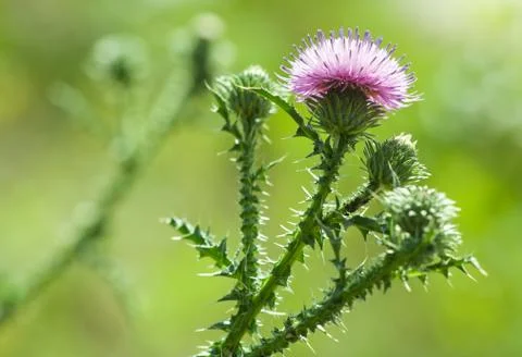 Thistle flower closeup Stock Photos