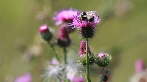 Thistle flower closup Video stock 30370940