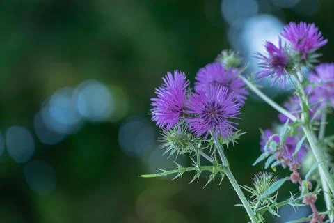 Thistle flower on dark background with bokeh cirsium plant Stock Photos