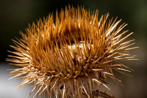 Thistle flower dried by sun rays. Europe Spain Community Madrid. Stock Photos