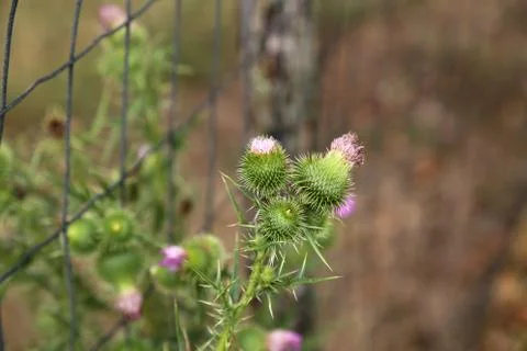 Thistle flower in the field in summer Foto stock