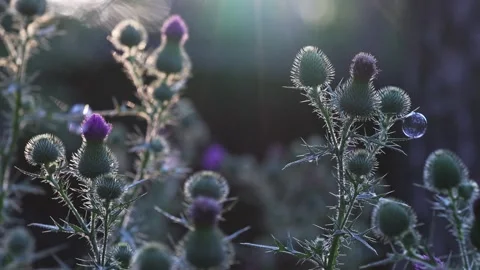 Thistle Flower With Floating Soap Bubbles In Soft Light 스톡 동영상 344051427