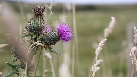 Thistle Flower Stock-Footage 71853875
