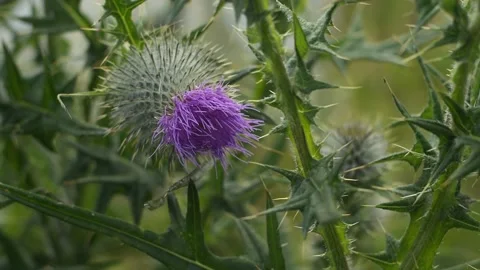 Thistle in flower Stock Footage 230980649