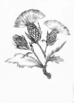 Thistle flower Stock Illustration