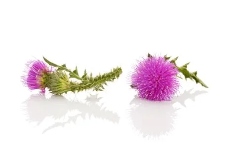 Thistle flower isolated Stock Photos
