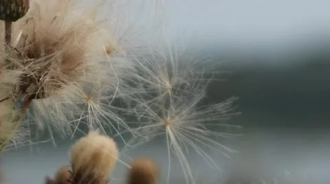 Thistle flower lint Stock Footage 22015090