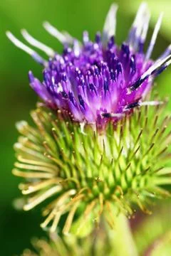 Thistle flower macro Stock Photos