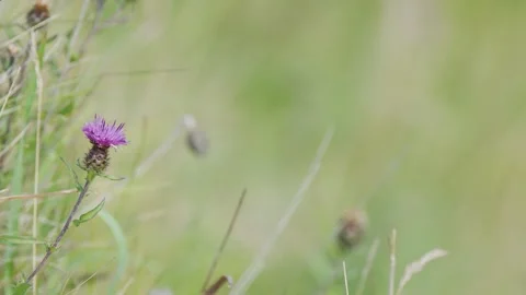 Thistle Flower in Meadow With Soft Focus Background Vídeo Stock 314885447