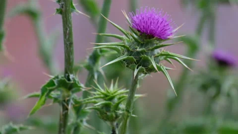 Thistle flower moved by the wind Stock Footage 132193675