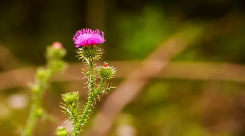 Thistle flower moved by wind. Full HD RAW video Stock Footage 58669946