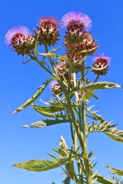 Thistle flower Stock Photos