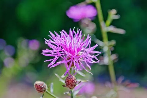 Thistle Flower Stock Photos