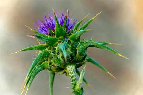 Thistle flower Stock Photos
