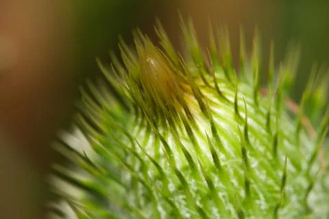 Thistle flower Stock Photos