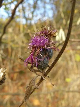 Thistle flower Stock Photos