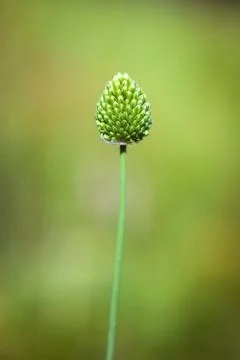 Thistle flower Stock Photos