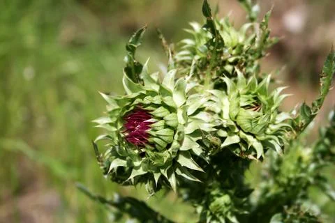 Thistle flower. Stock Photos