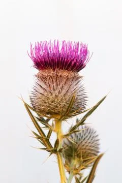 Thistle flower Stock Photos