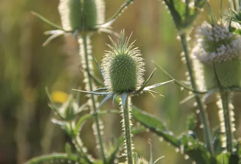 Thistle flower Stockfoto's