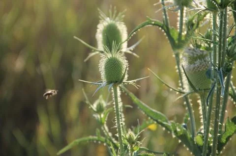 Thistle flower Stock Photos