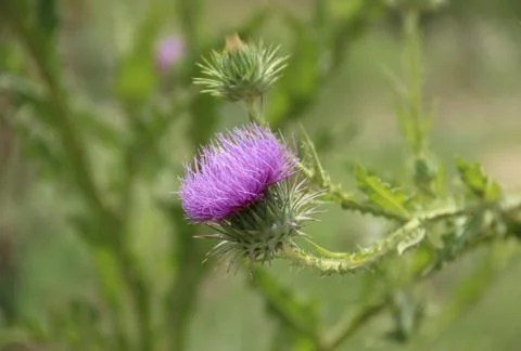 Thistle flower 写真素材