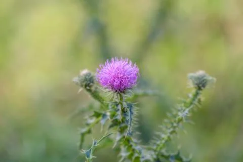Thistle flower Stock Photos