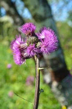 The Thistle flower. Stock Photos