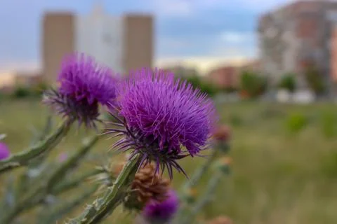 Thistle flower Stock Photos