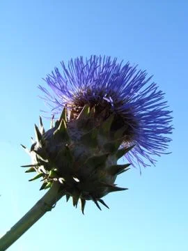 Thistle Flower Stock Photos