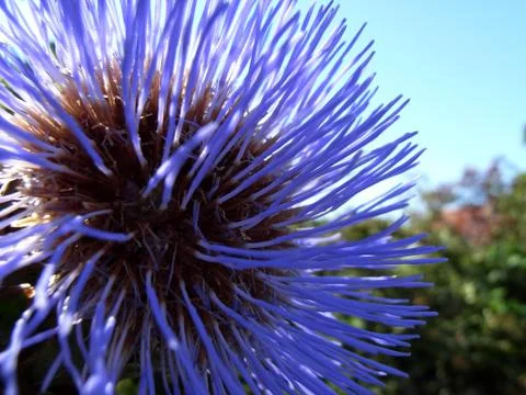 Thistle Flower Stock Photos