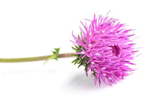 Thistle flower Stock Photos