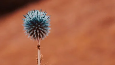 Thistle Flower with a Soft Blurred Background Stock Footage 302974720