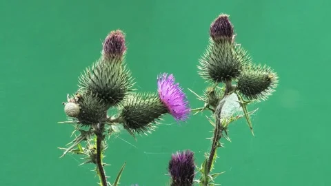 Thistle flower with spider on green screen background close-up. Stock Footage 337951735