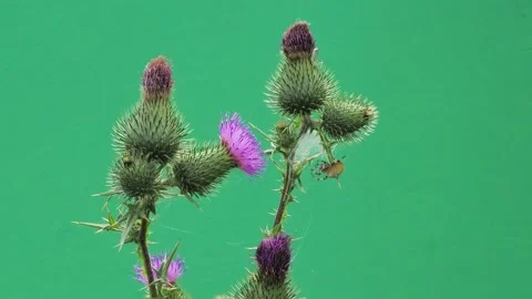 Thistle flower with spider on green screen background close-up. Stock Footage 337951773