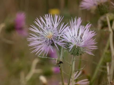 Thistle flower in spring Stock Photos