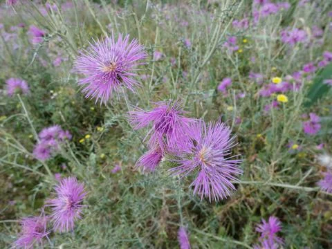 Thistle flower in spring Stock Photos