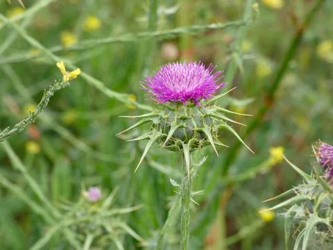 Thistle flower in spring Stock Photos