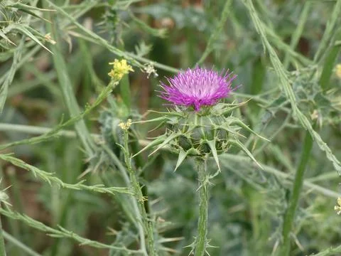 Thistle flower in spring Stock Photos