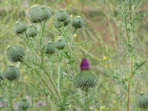 Thistle flower in spring Stock Photos