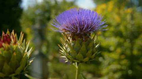 Thistle flower on a summer day Stock Footage 170577634