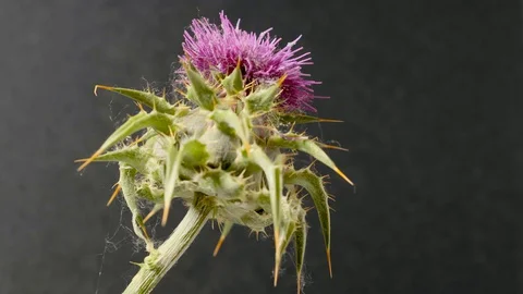 Thistle flower turning Stock Footage 129926739
